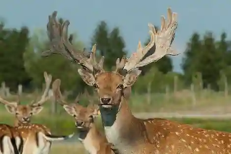 Dieren in de omheining